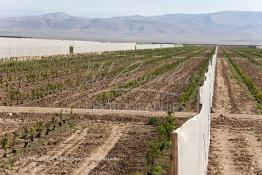 Image du Maroc Professionnelle de  Des fermes de grandes dimensions avec des terres agricoles qui ont profité de l’épierrage, d'un tri et enfin du broyage des roches cela a permis de créer des champs de grandes dimensions que l’on a divisés en zones séparées par des filets dans le but de les protéger contre l'action du vent. Avant de procédé à la plantation des orangers on avait équipé le sol d’un système moderne d'arrosage qui laisse passer l’eau petit à petit, dit "goutte à goutte" dans une nouvelle ferme moderne à Chichaoua, Mardi 27 Février 2007. (Photo / Abdeljalil Bounhar) 